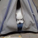 안정문농장 Daum카페
