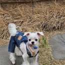 강아지클럽 이미지