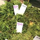 민영농장 | [마르쉐 채소시장] at 서교 주차, 구매 후기