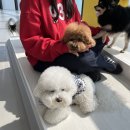 리본반려견 유치원 이미지