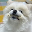 허니펫 | 펫퍼스 스마일리츄 건강하게 챙기는 강아지덴탈껌 후기