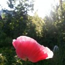 꽃으로 힐링 ** 이미지