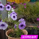 앞뜰농장 이미지