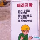 라이징 썬 이미지