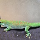 자이언트팩토리 | 자이언트데이게코 성체 한쌍 입고되었습니다!