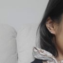14k피어싱 추천 쥬넬 진주 피어싱 후기
