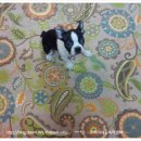 악동강아지 이미지