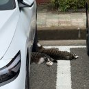 공지로 1L | [공지] 대형로펌 인턴 짧은 후기 (1L 동계인턴)