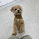 담담 그루밍 샵 이미지