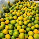 새론농장 이미지