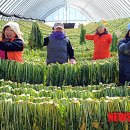 해안시래기 이미지