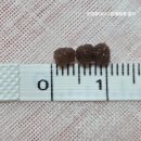 미니핏다이어트 | 그린핏 차전자피 다이어트 솔직후기