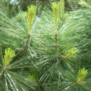 영생수지 이미지