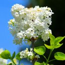 수수꽃다리 이미지