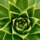 쿤타킨테 이미지