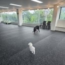 데일리멍 애견유치원, 애견호텔 이미지