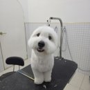MUNG MOO 이미지