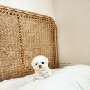 켄넬203 말티푸분양, 미니비숑분양 이미지