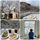 벚꽃 가득했던 양산 카페 무무도