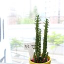 연세느티나무치과의원 이미지