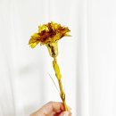 네버스탑YB 이미지