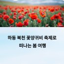 하동 북천 꽃양귀비 축제 완벽 가이드: 레일바이크 예약부터 사진 명소까지!