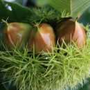 밤나무곡 이미지