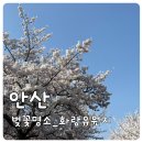 화랑유원지 | 안산 화랑유원지 벚꽃 명소｜주차 꿀팁 + 피크닉 후기 (지금 꼭 가야할 시기)