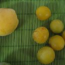 미라벨 (MIRABELLE) 이미지