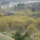 이천산수유마을