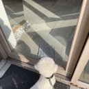 신촌애견미용실 | [ 마포 애견동반 미용실 ] 바이드헤어 이대점 / 신촌 반려동물 동반 가능한 미용실