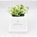조아그린 이미지