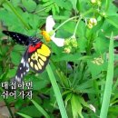 나비야 청산가자 이미지