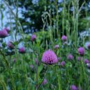 레드클로버 이미지