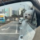 펫케아 | 양주 옥정애견카페 펫케아 방문후기::