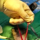 래플즈동물병원 이미지