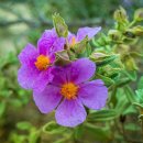 청암순대 이미지