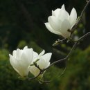 삼월 - 화성시 | 삼월