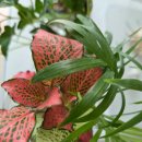 피트니아 이미지