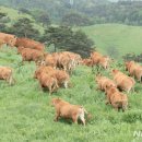 산정축산 이미지