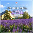 라벤더 | 훗카이도 7월 여름 여행 어때? 비에이 후라노 라벤더 시즌 후기
