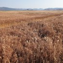 늦가을 갈대를 부여잡고(“부여 백마강 테마 파크”에서) 이미지