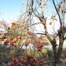 전원식당 이미지