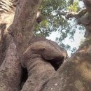 성읍리-17 이미지