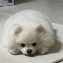 메모리멍 네이버블로그
