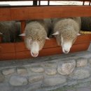 마음목장 이미지