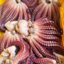 특별할인 합니다문어 속초 고성 아야진 앞바다에서 잡아온 자연산 참 문어 피문어 입니다 이미지