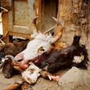 매일정육점 이미지