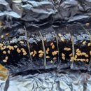 즉석김밥멸치국수 이미지
