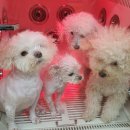 중동셀프 이미지